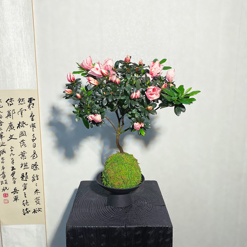 【杜鹃花】苔藓球（带花苞发货）阳台窗台客厅四季开花盆景花卉,鲜花速递/花卉仿真/绿植园艺,绿植,淘宝优惠券,粉丝福利购,淘宝优惠卷