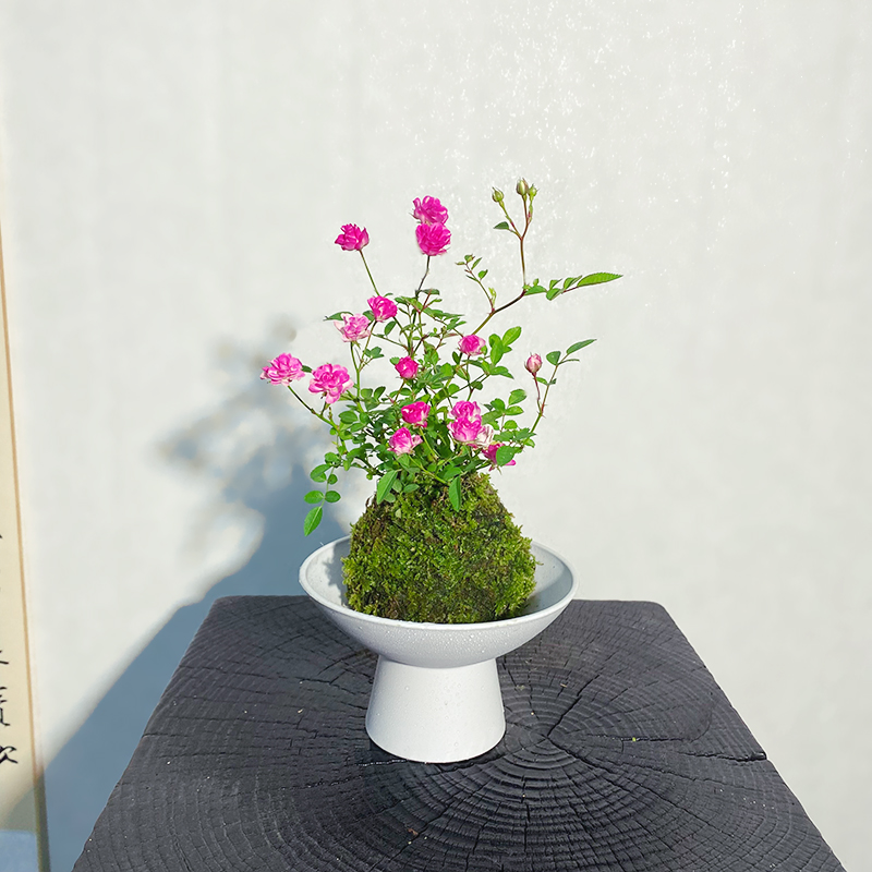 【须惠姬】超微月季苔藓球四季室内绿植茶室耐活苔藓微景观