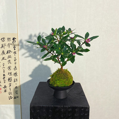 【瑞香】苔藓球新中式花开香满屋（带花苞）绿植禅意微景观