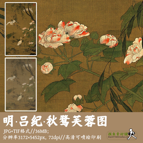 明吕纪/秋鹭芙蓉图/中国画工笔花鸟名画白鹭芙蓉图电子版G17023