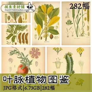zc109叶脉植物图鉴