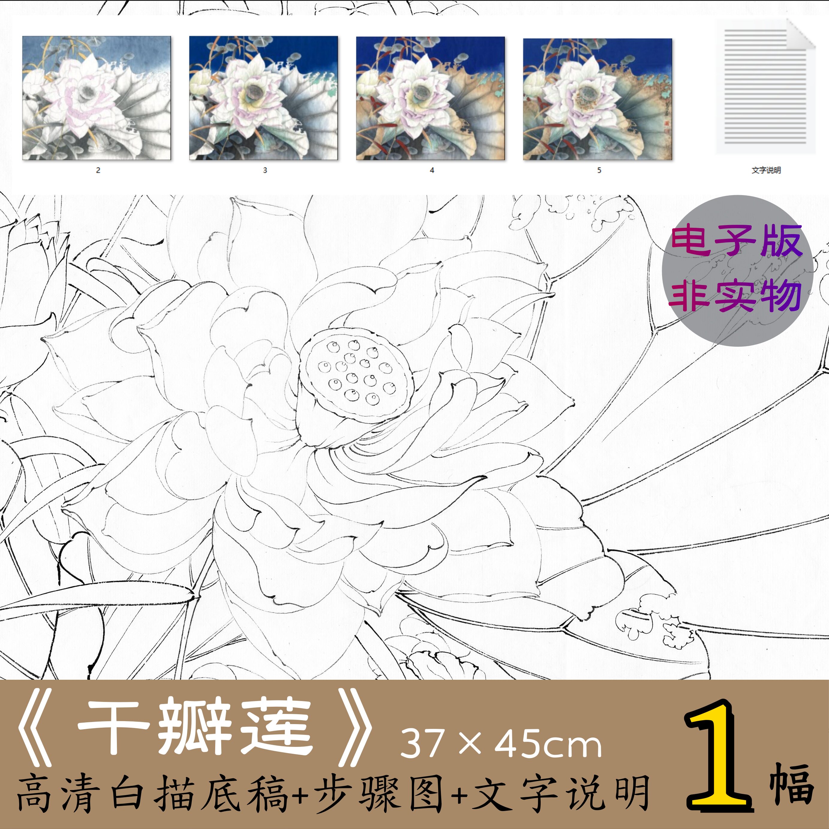 千瓣莲/高清工笔荷花白描底稿电子版有步骤图文字说明教程x071