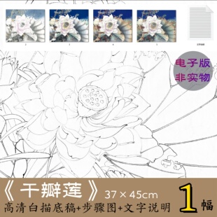 千瓣莲/高清工笔荷花白描底稿电子版有设色步骤图文字说明教程
