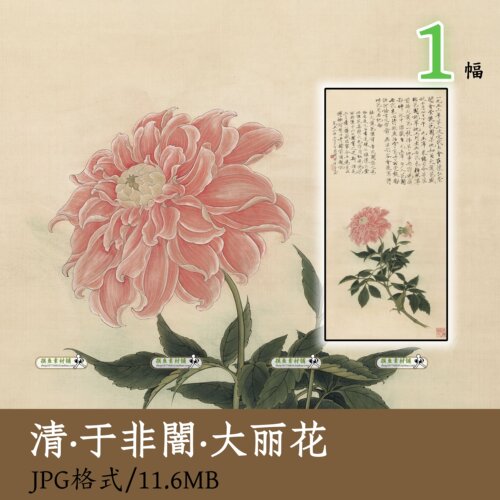 于非闇大丽花图/古代绘画工笔花卉小写意写生植物临摹装饰画Z141
