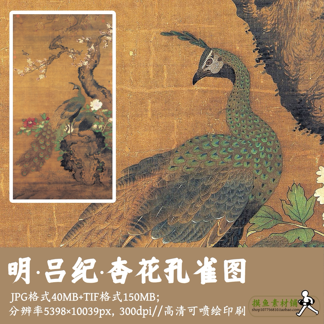 明吕纪/杏花孔雀图/国画工笔花鸟禽鸟客厅装饰画电子版素材G17016