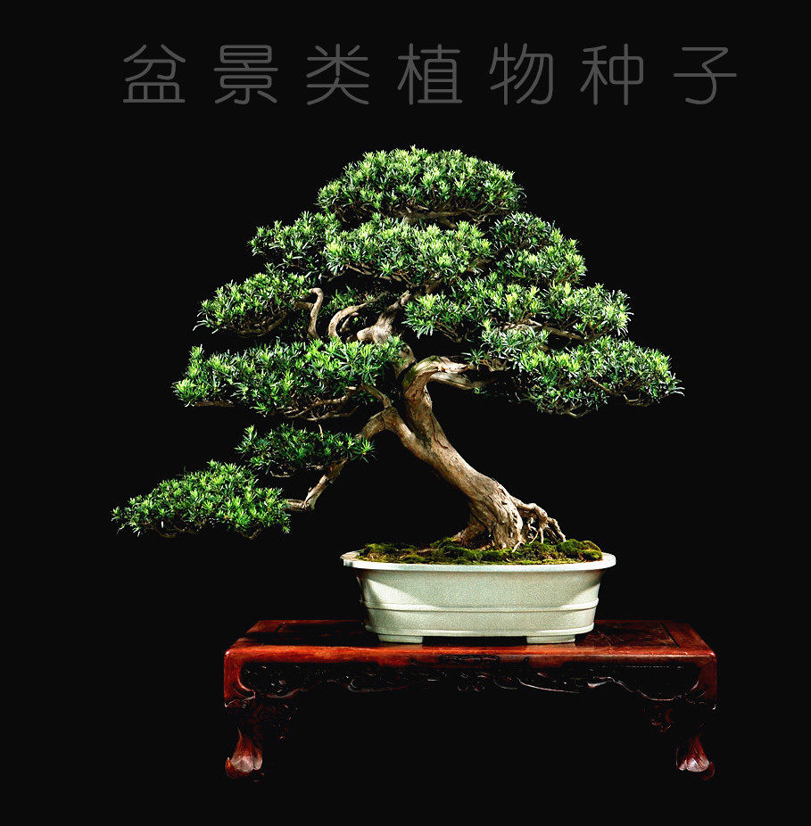 Red Maple Leaf Arhat Songhua seed Watch bonsai indoor Potted plant Green plant a living room balcony Four seasons Green plantin the Flower delivery/Flowers simulation/Plants gardening , Flowers/Fruits and vegetables/Lawn seed (New) , Home &amp; Garden Seeds  category - from Buy2taobao.com to provide professional Taobao agent buy service