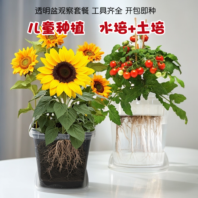 学生观察种植水培土培套餐