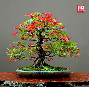 植物枫树种子盆栽绿植青枫红叶 室内花卉美国日本红枫盆景花籽四季