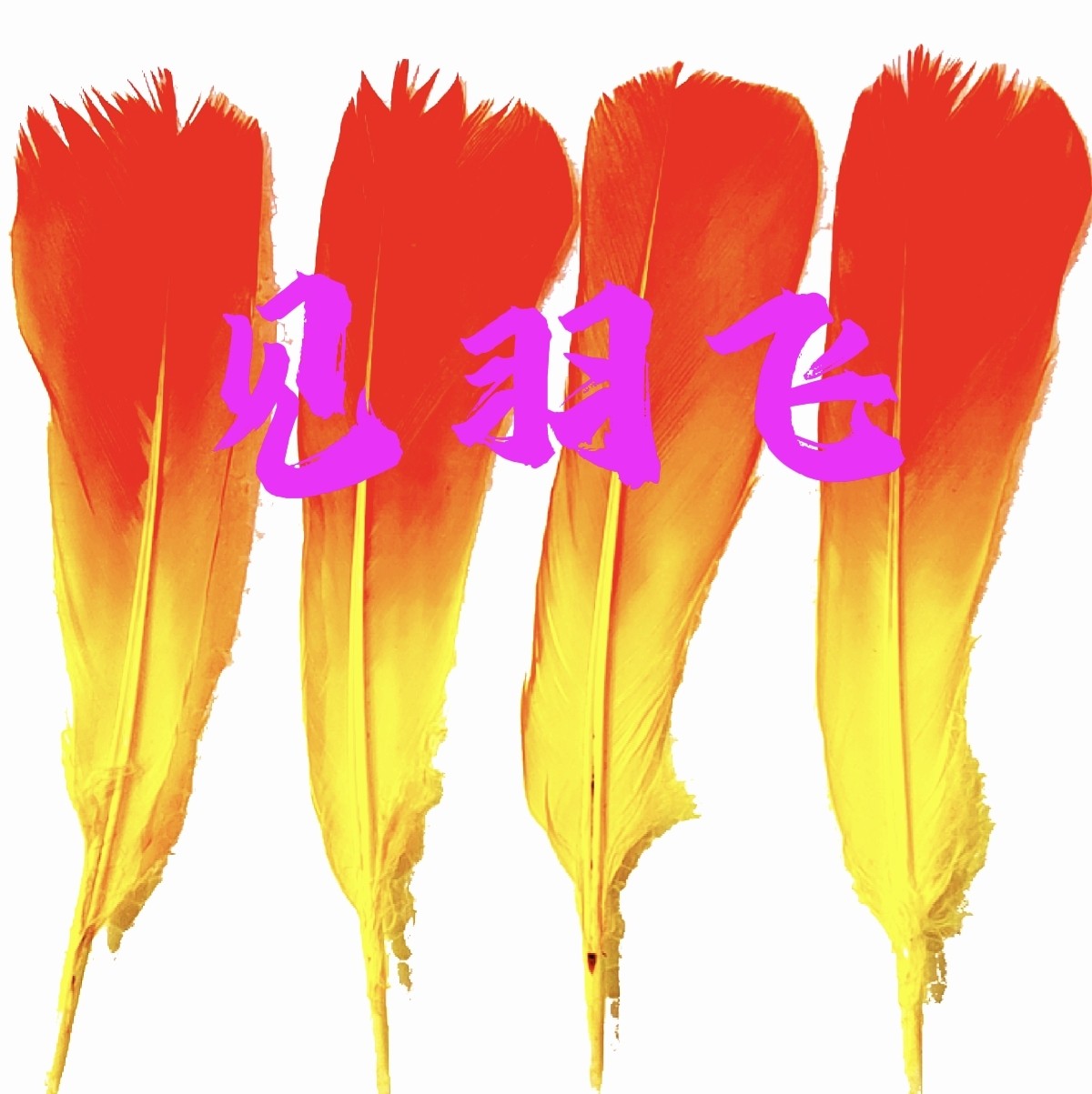 双色白鸽毛 南派花毽老鸽毛番茄炒蛋不易断毽毛