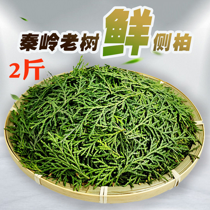 2斤新鲜侧柏叶纯嫩叶侧柏叶冬青叶侧柏叶鲜洗发生发增发水生发_虎窝淘