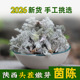秦岭野茵陈2026新货文火炒干品50g瓶装 绵茵陈泡茶中药材
