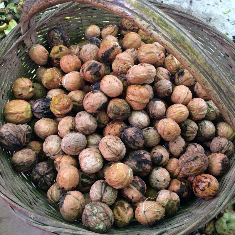 2025营养老树核桃干货 老品种秦岭老核桃厚皮4斤推荐陕西省