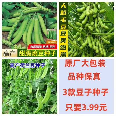 【3款3.99元】甜脆碗豆毛豆荷兰豆种子四季早熟高产蔬菜种子大全