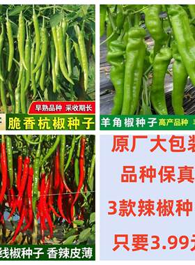 【3款3.99元】杭椒羊角椒8819线椒辣椒种子阳台盆栽四季蔬菜种子