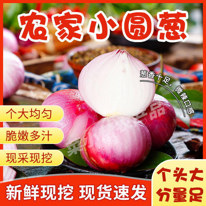 新鲜农家鬼子葱小圆葱浓香葱头珠葱广东笨毛葱头佐料葱头商用食用