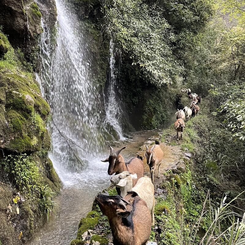 贵州本地放养带皮山羊肉新鲜现杀羊腩羊腿羊排正宗吃百草散养山羊
