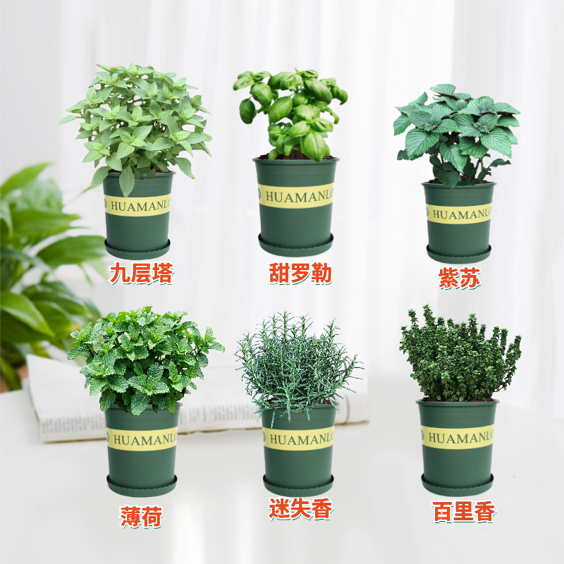迷迭香植物盆栽绿植可食用香草盆栽西餐紫苏牛至罗勒香薄荷百里香