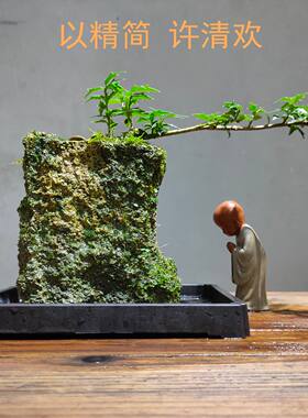 简约附石菖蒲茶桌赏清欢