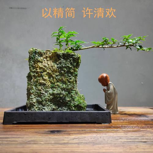 简约附石菖蒲茶桌赏清欢