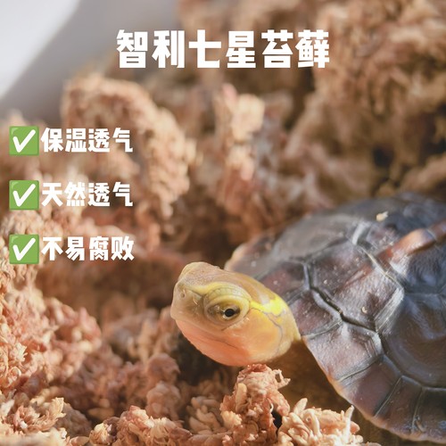 黄缘冬眠智利水苔保湿透气