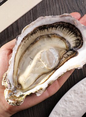 法国吉拉进口海鲜水产牡蛎