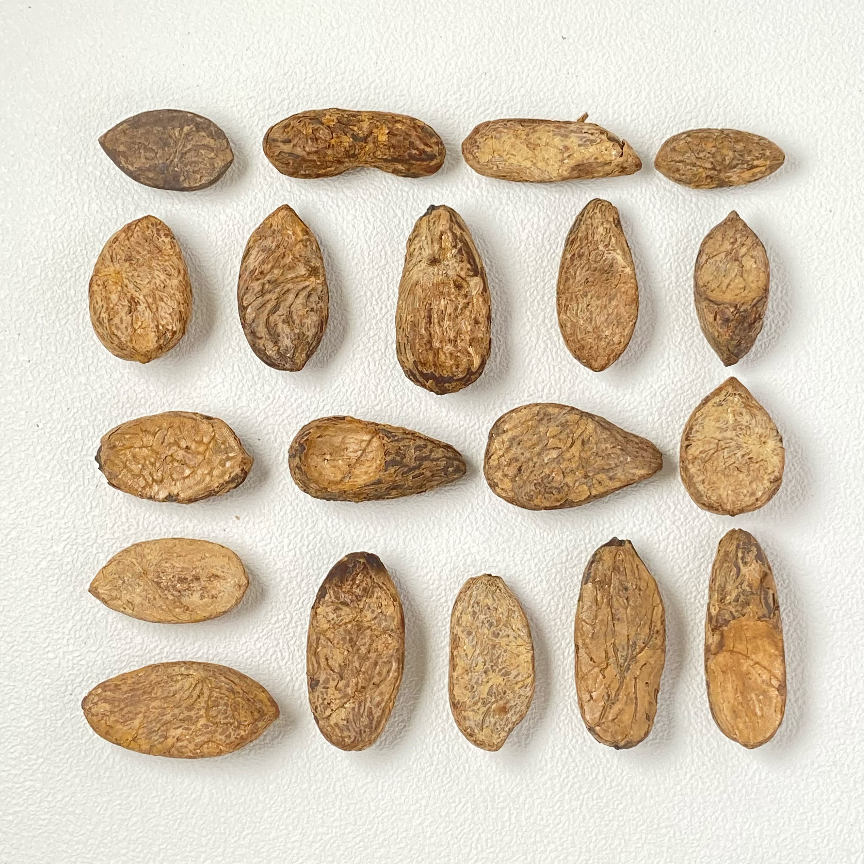 天然千眼菩提原籽大剖面半壁江山一刀切收藏级纹理可打磨