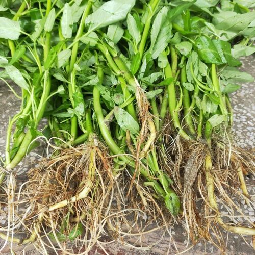 重庆农家空芯菜腾菜竹叶空花菜代根2斤3斤包邮到家