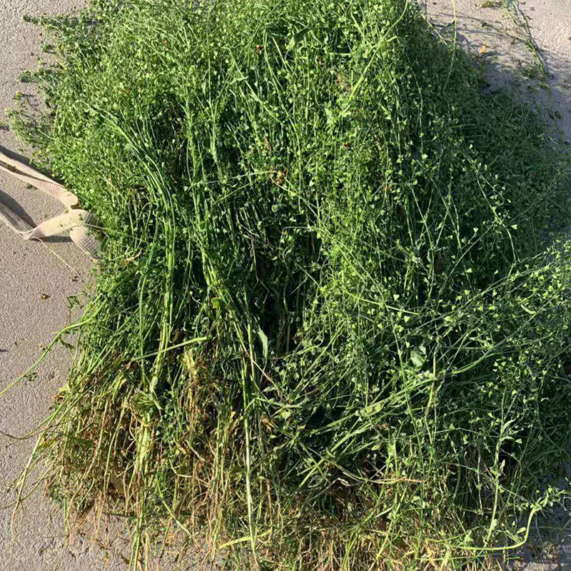 老荠菜三月三煮水晒干纯野生图片