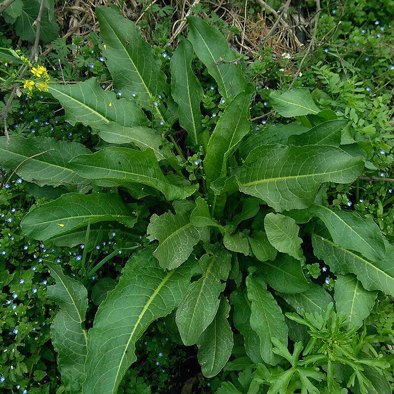 野菠菜新鲜现挖野菜药用中药材现发整颗土大黄带根带叶500g装包邮