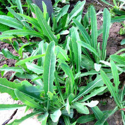 曲曲菜头茬新鲜曲麻菜苣买菜现挖野菜曲曲芽带跟苦苦菜山东省5斤