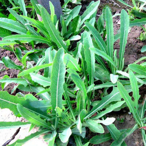 新鲜苦苦菜现挖曲曲菜曲麻菜5斤