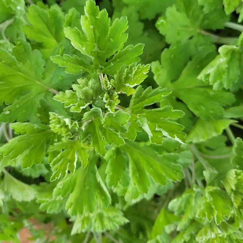 艾叶新鲜食用现摘嫩叶山东特产清明草野菜中药材药用艾草5斤包邮