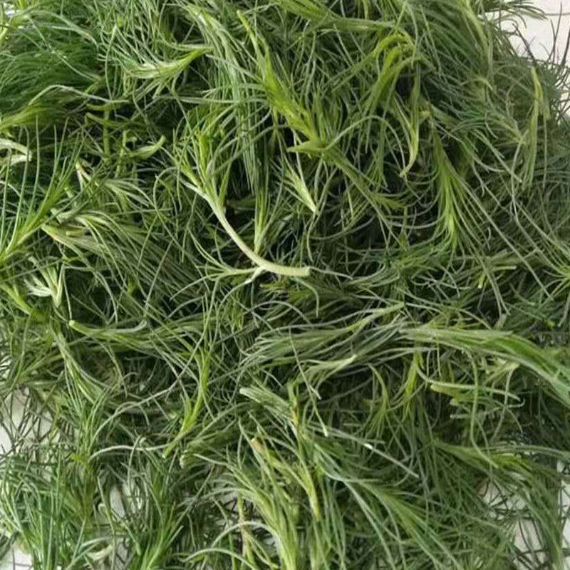 猪毛菜新鲜药用现摘整颗带根叶蓬蓬菜纯野生中药材猪毛草30颗包邮