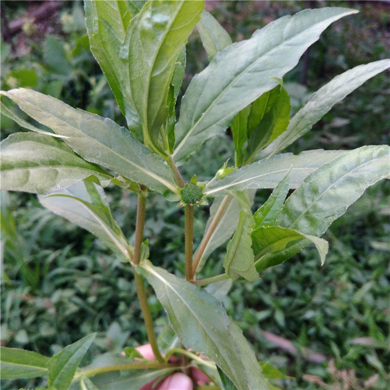 莲子草野外山东省旱莲草现挖旱莲子草农家鳢肠金陵草带箱5斤装