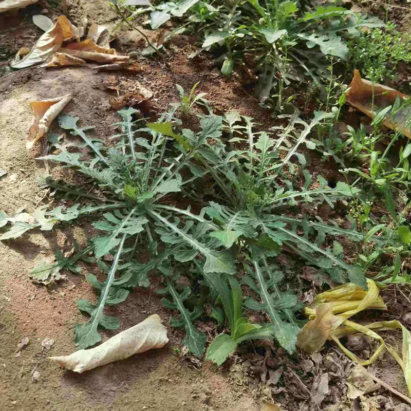 泥胡菜新鲜农村药用剪刀草现挖石灰菜中药材猪兜草团子馅5斤包邮