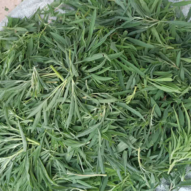 扫帚菜新鲜蔬菜扫夫菜现摘山东省儿时野菜家乡菜野菠菜带箱5斤装