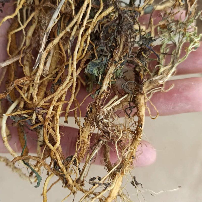 干苦菜根250g中药材苦碟菜野菜晒干整根苦荬菜苦麻子菜半斤装包邮