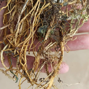 干苦菜根250g中药材苦碟菜野菜晒干整根苦荬菜苦麻子菜半斤装包邮