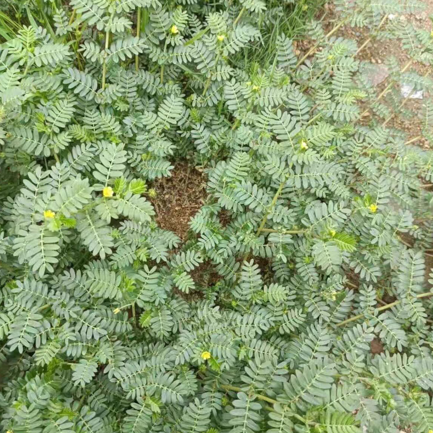 蒺藜当家时令野菜新鲜现挖现发带根带叶全草药用中药材500g装包邮