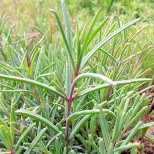 黄须菜新鲜黄西菜纯野生盐地海蓬菜现挖头茬野菜嫩尖5斤顺丰包邮