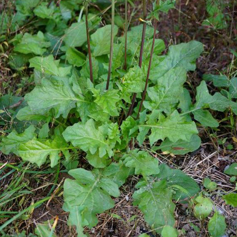 黄鹌菜整颗现挖现采野青菜山东省新鲜山芥菜中药材还阳草500g包邮 水产肉类/新鲜蔬果/熟食 其它 原图主图