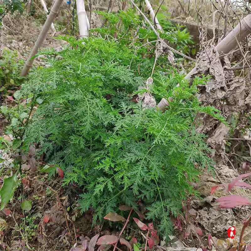 臭蒿子新鲜药用中药材现挖现发青蒿纯野生整颗带根带叶苦蒿500g装
