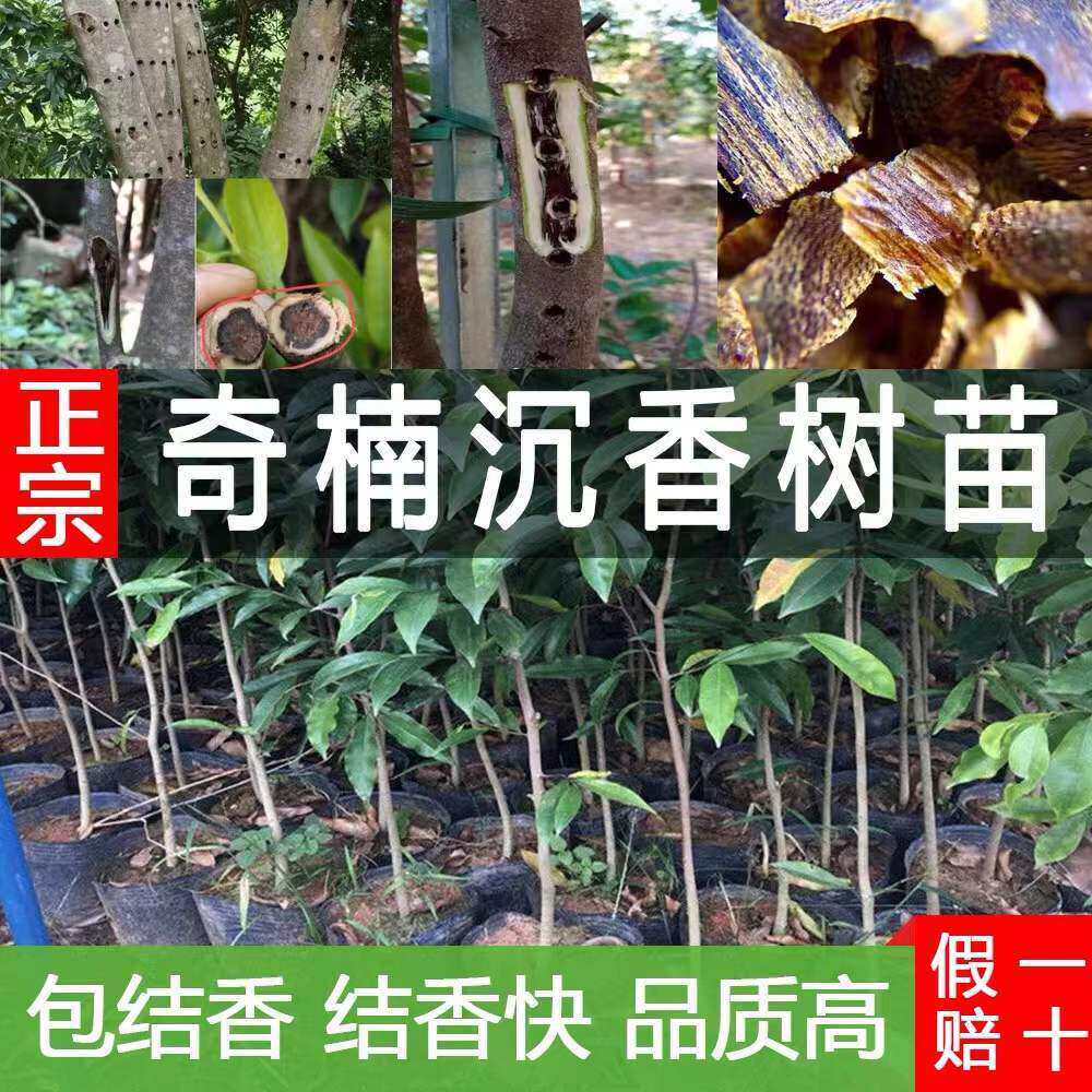正宗嫁接奇楠沉香树苗红骨凹身香