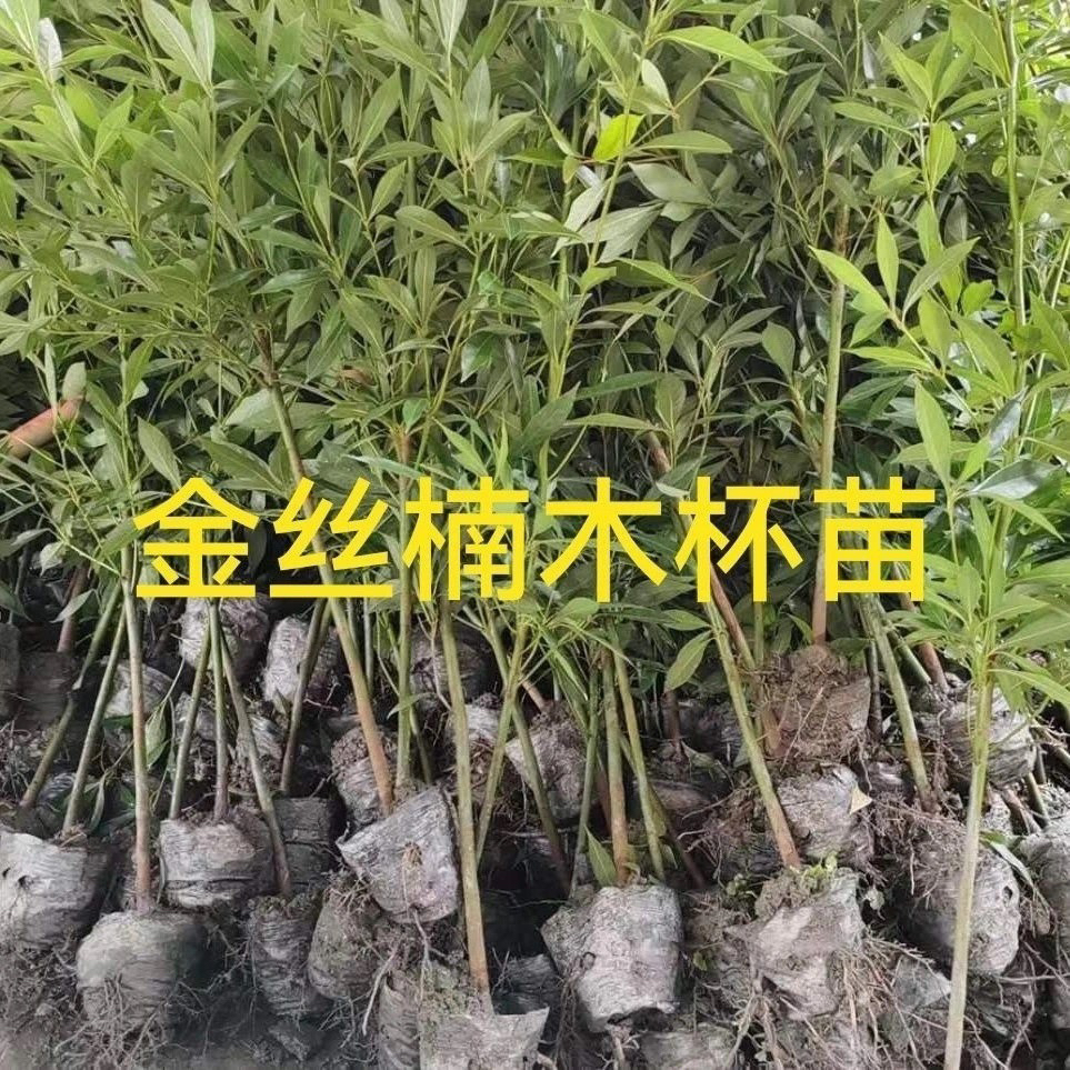 正宗金丝楠木树苗名贵