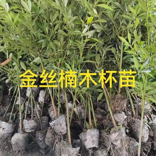 金丝楠木树苗大树正宗名r贵庭院盆栽上等南方种植四季常青耐寒北