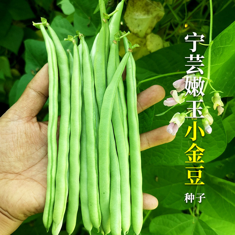 嫩玉豌豆小金豆种子豆仁甜脆青豌豆种籽四季豆蔬菜孑农用豆角籽种