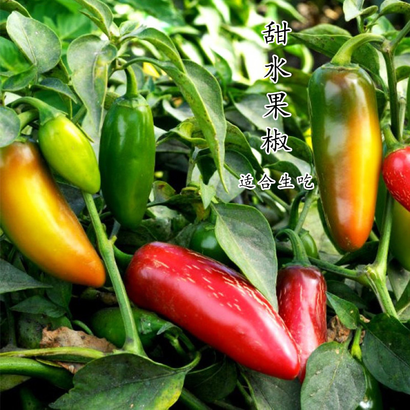 水果椒辣椒种子不辣生吃薄皮甜椒种籽南方夏季四季播盆栽蔬菜苗孑
