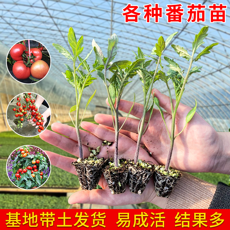 西红柿种苗千禧圣女果矮生水果小番茄苗春秋四季种植盆栽蔬菜秧子