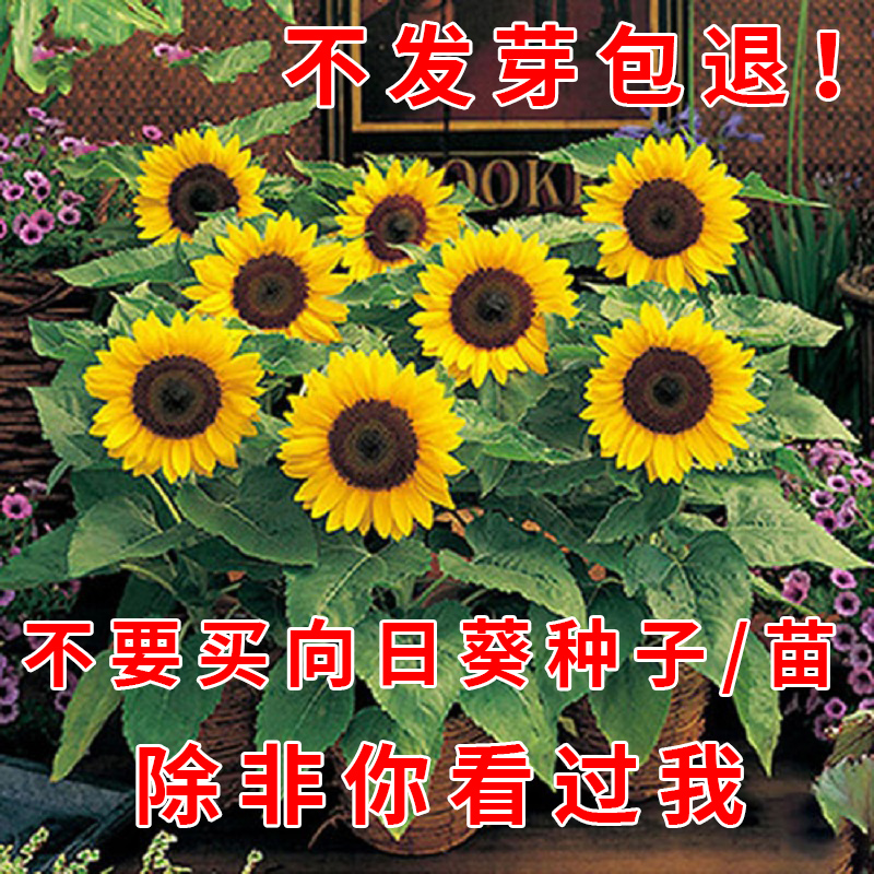 向日葵种子盆栽矮生观赏食用四季
