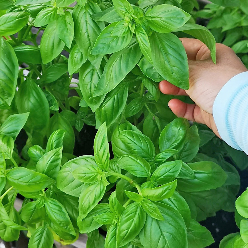 罗勒种子九层塔苗香草种籽四季盆栽食用蔬菜苗芳香绿植花卉种苗孑